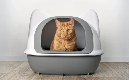stop cat litter from smelling orange cat sitting in litter box