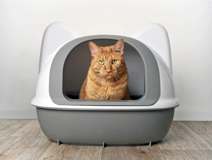 stop cat litter from smelling orange cat sitting in litter box