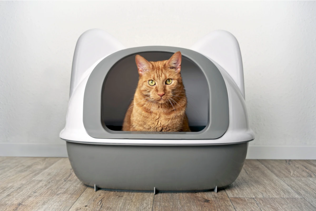 stop cat litter from smelling orange cat sitting in litter box