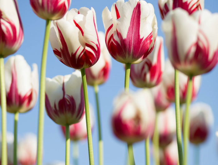 The 7 Best Spring Flowers For A Colorful Garden