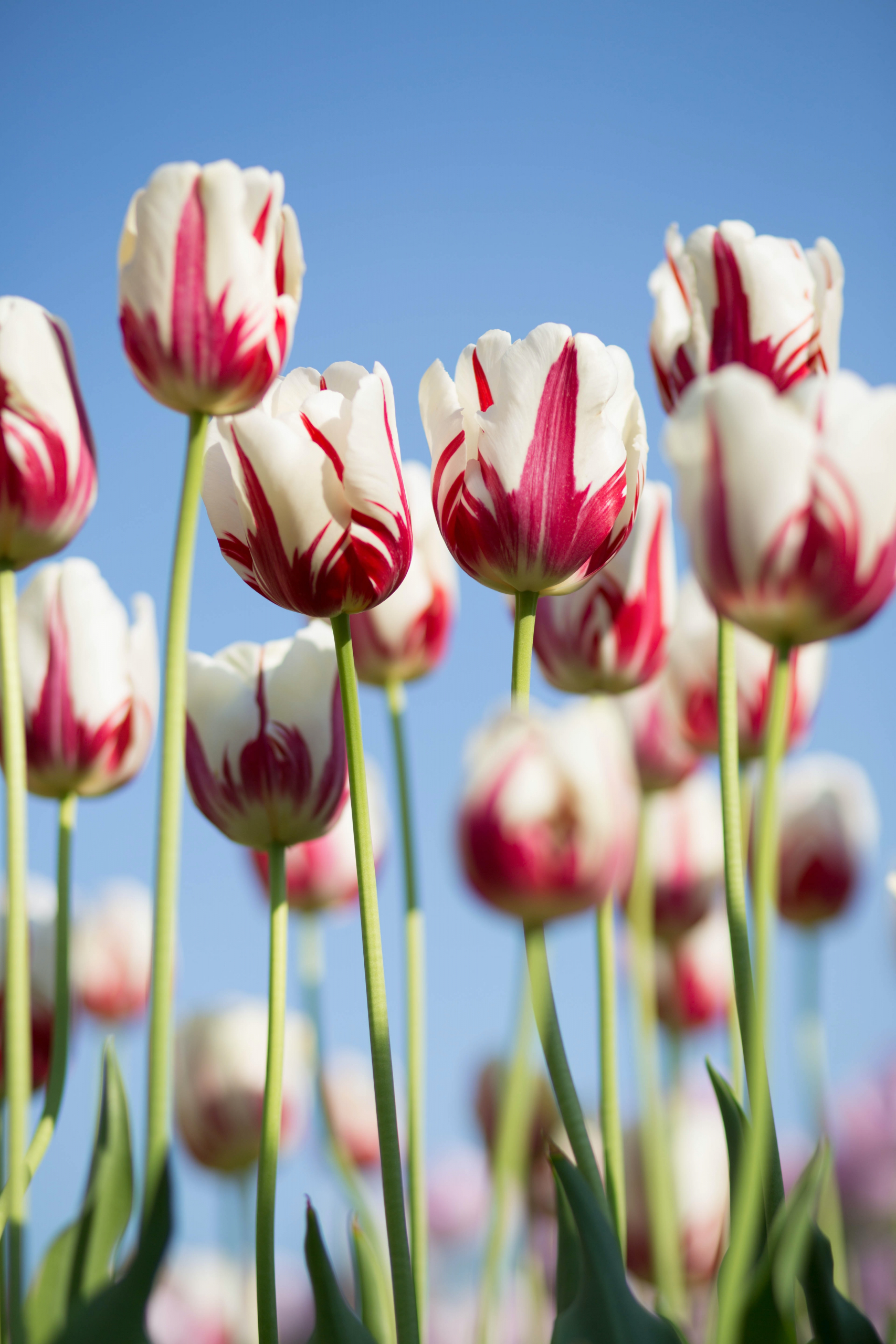 tuplips in red and white