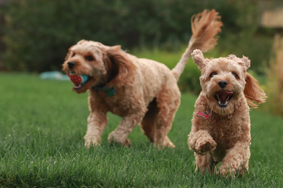 two dogs running in grass