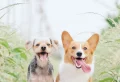 Does My Dog Love Me? 7 Proven Ways Your Dog Says “I Love You”