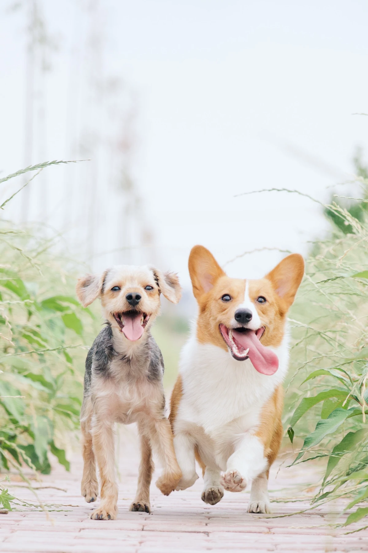 two happy dogs