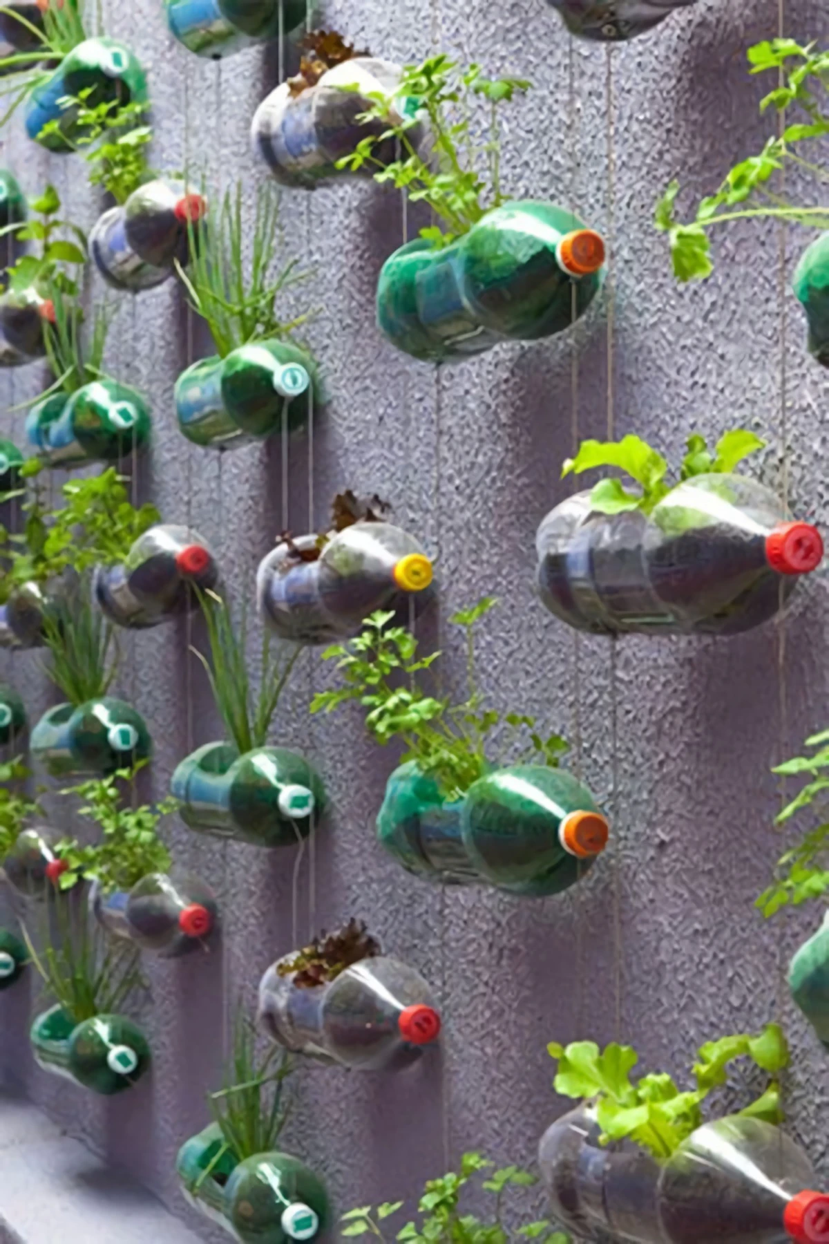 vertical gardening with plastic bottles
