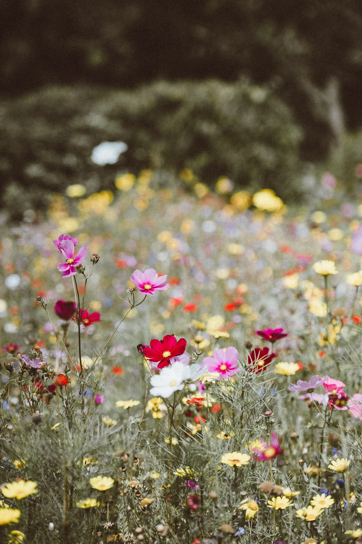 wild flowers in the yard