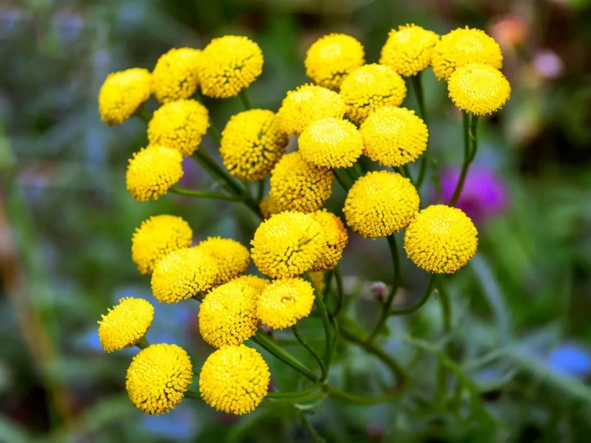 yellow tansy flower in field