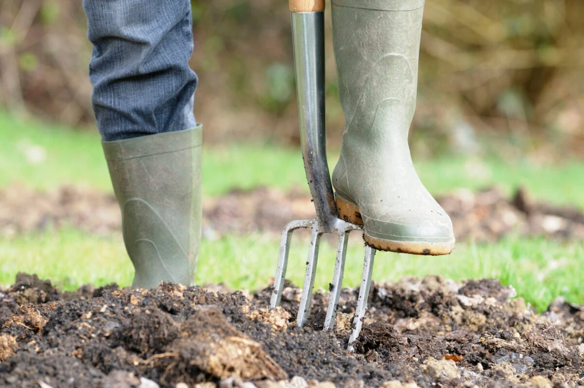 aerating soil with garden fork