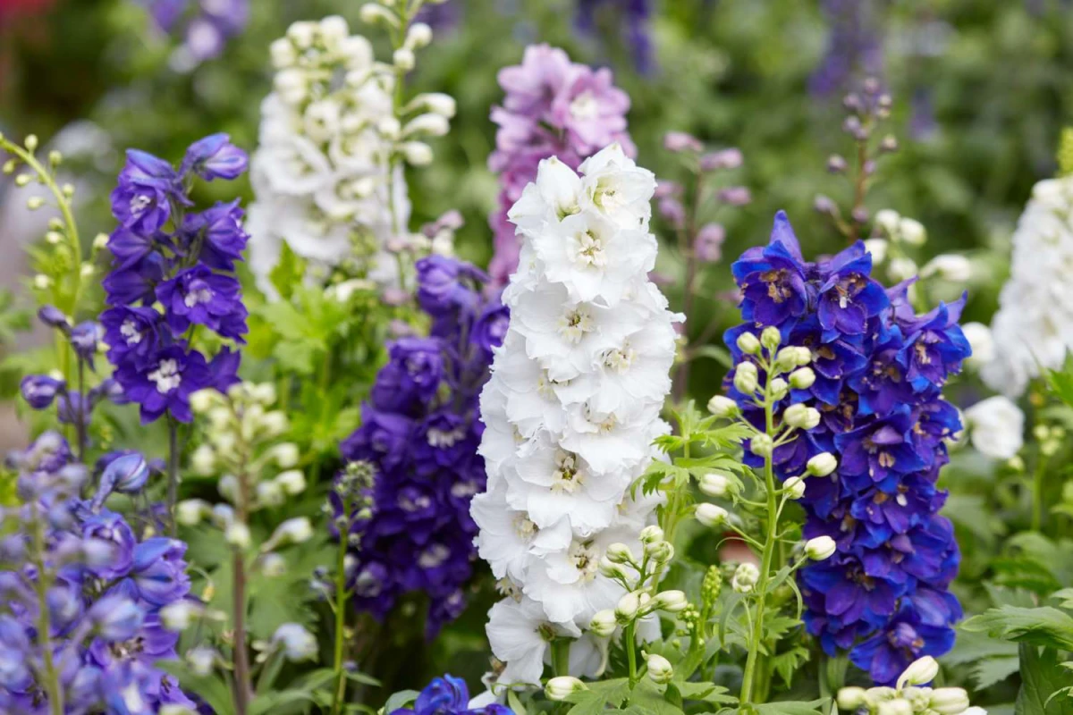 delphinium flowers in purple white and pink
