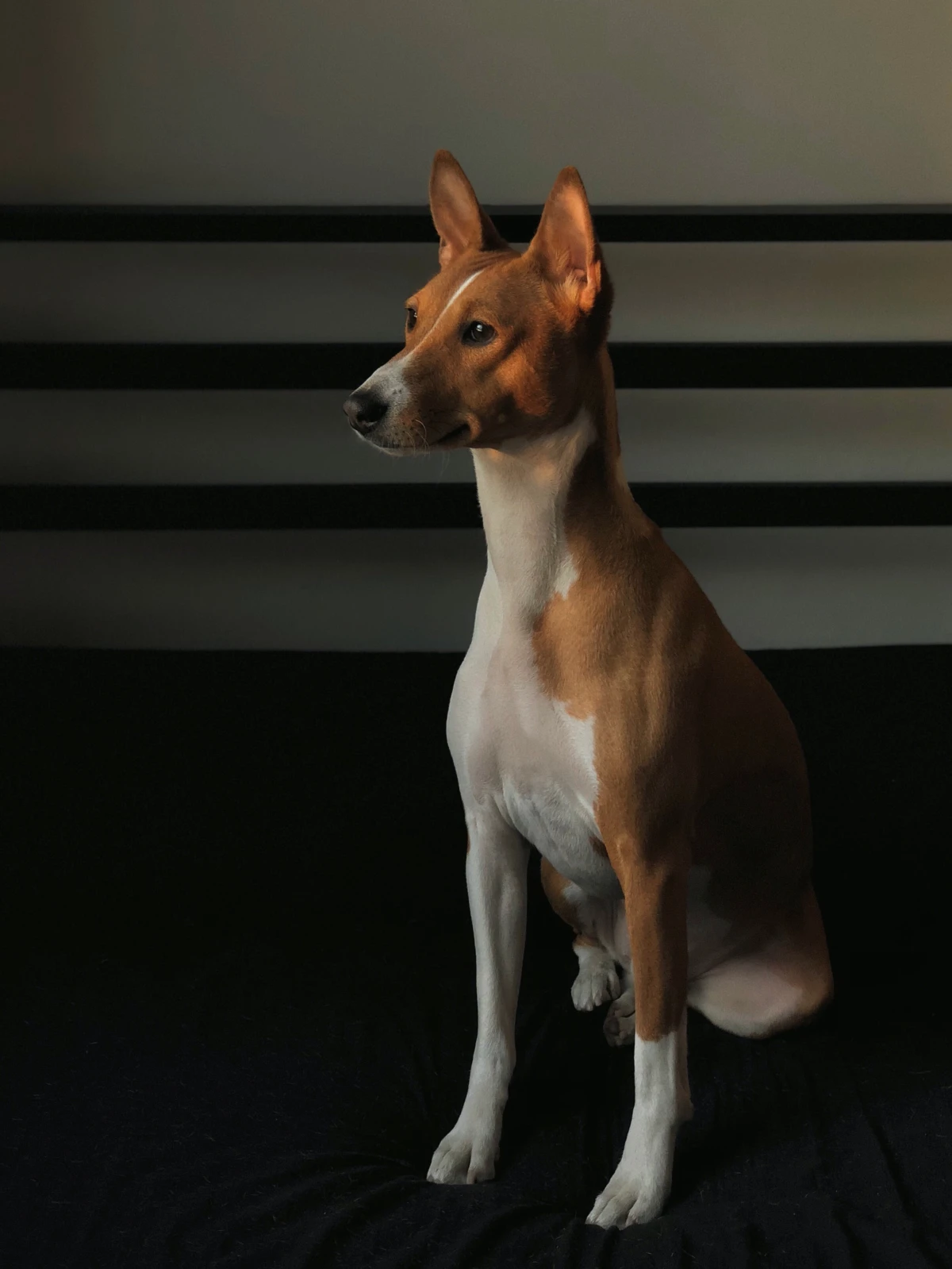 basenji dog in brown and white