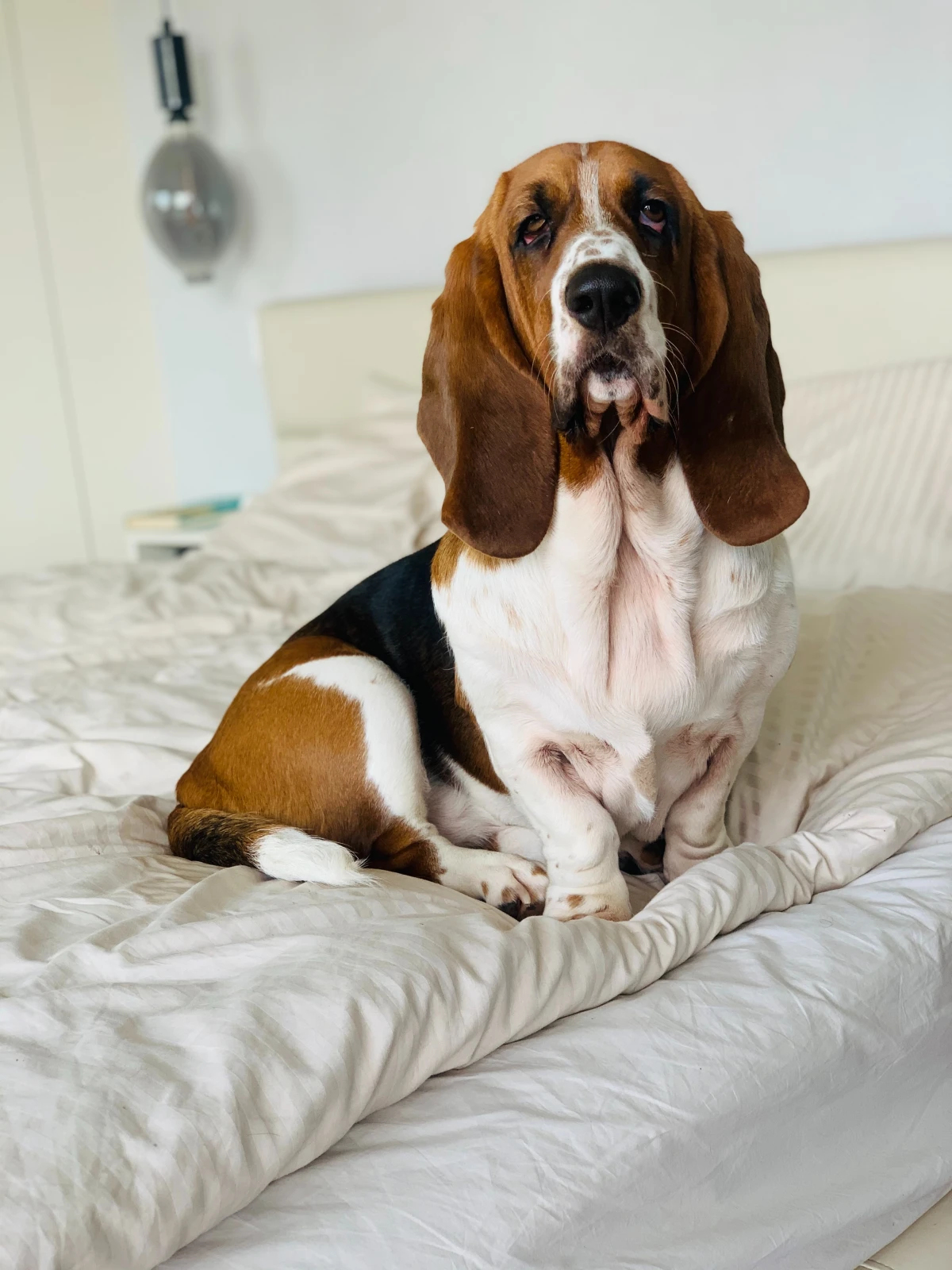 basset hound on the bed