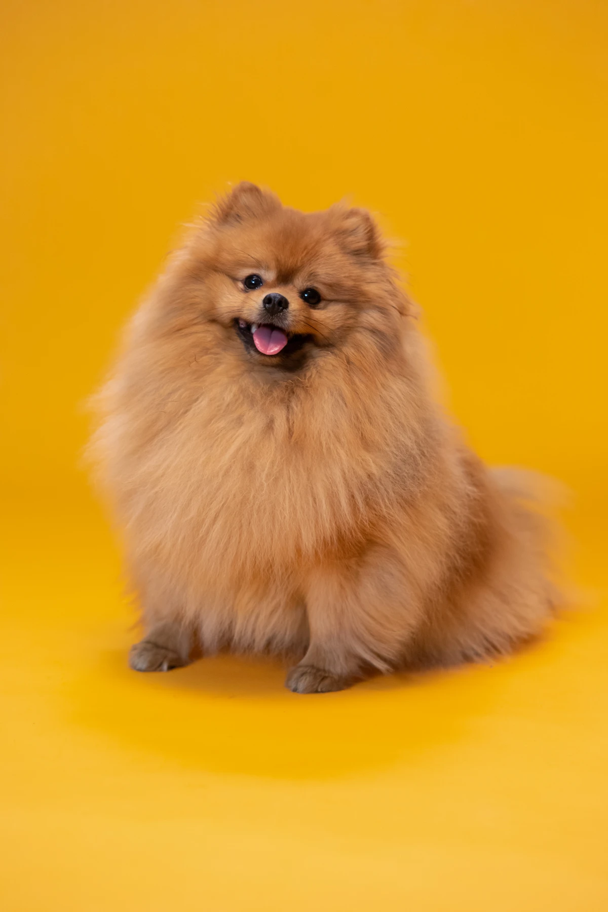 best dog breeds for introverts pomeranian dog on yellow background
