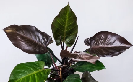 big philodendron plant in black pot