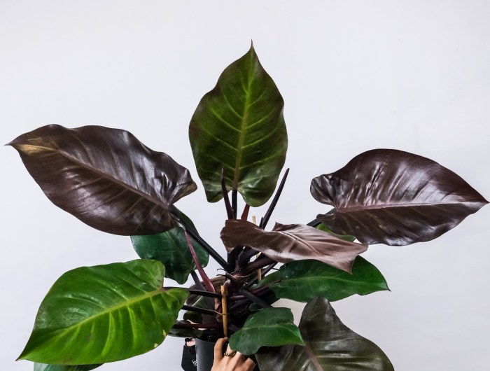 Discover The Best Low-Light Indoor Plants For Your Home