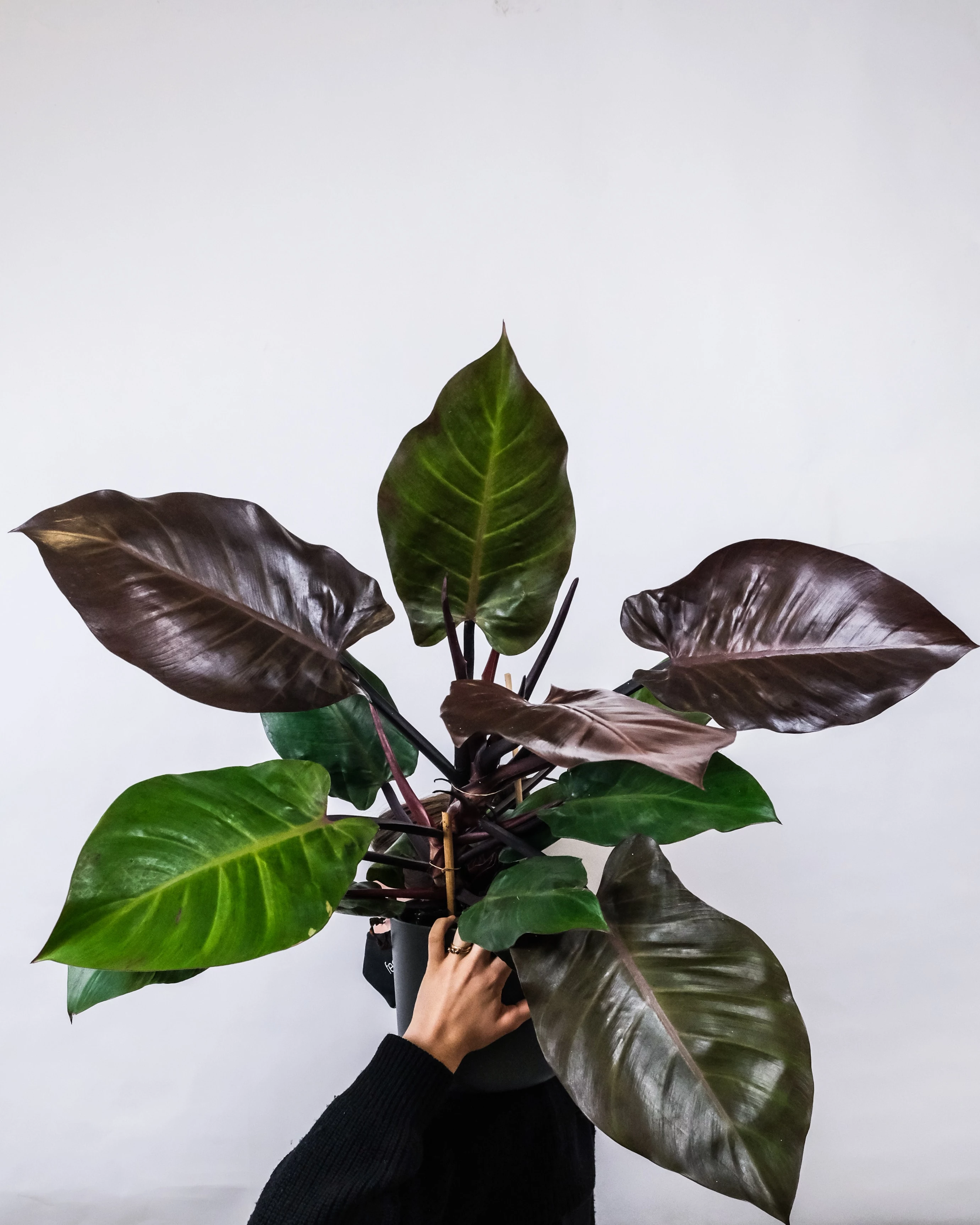 big philodendron plant in black pot