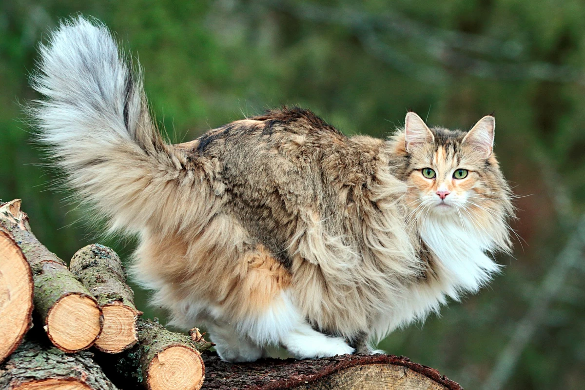 big fluffy norweigen forest cat