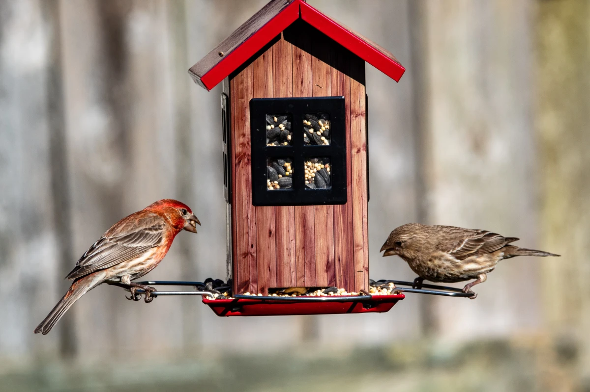 birds eating at bird house
