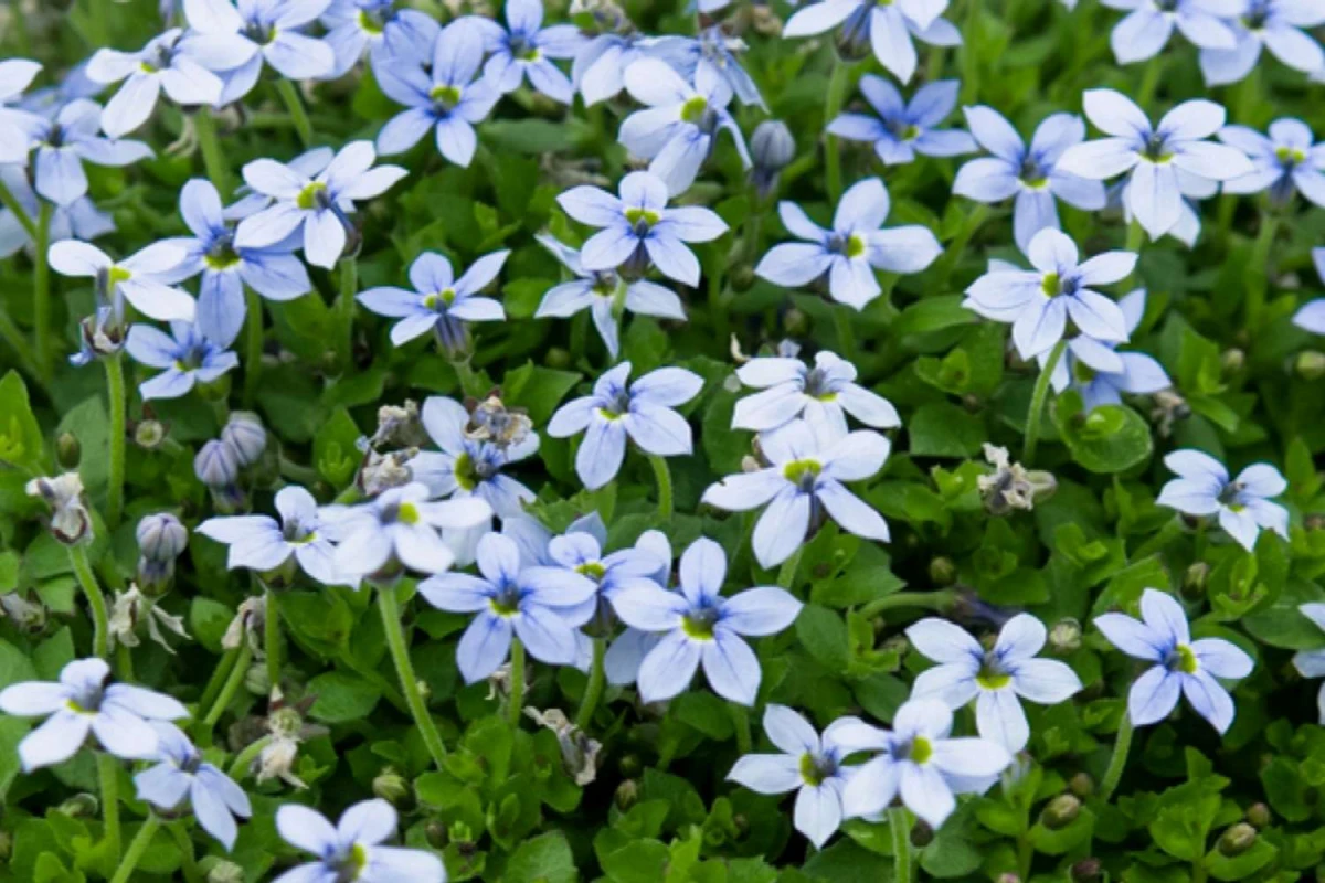 blue star creeper flowers