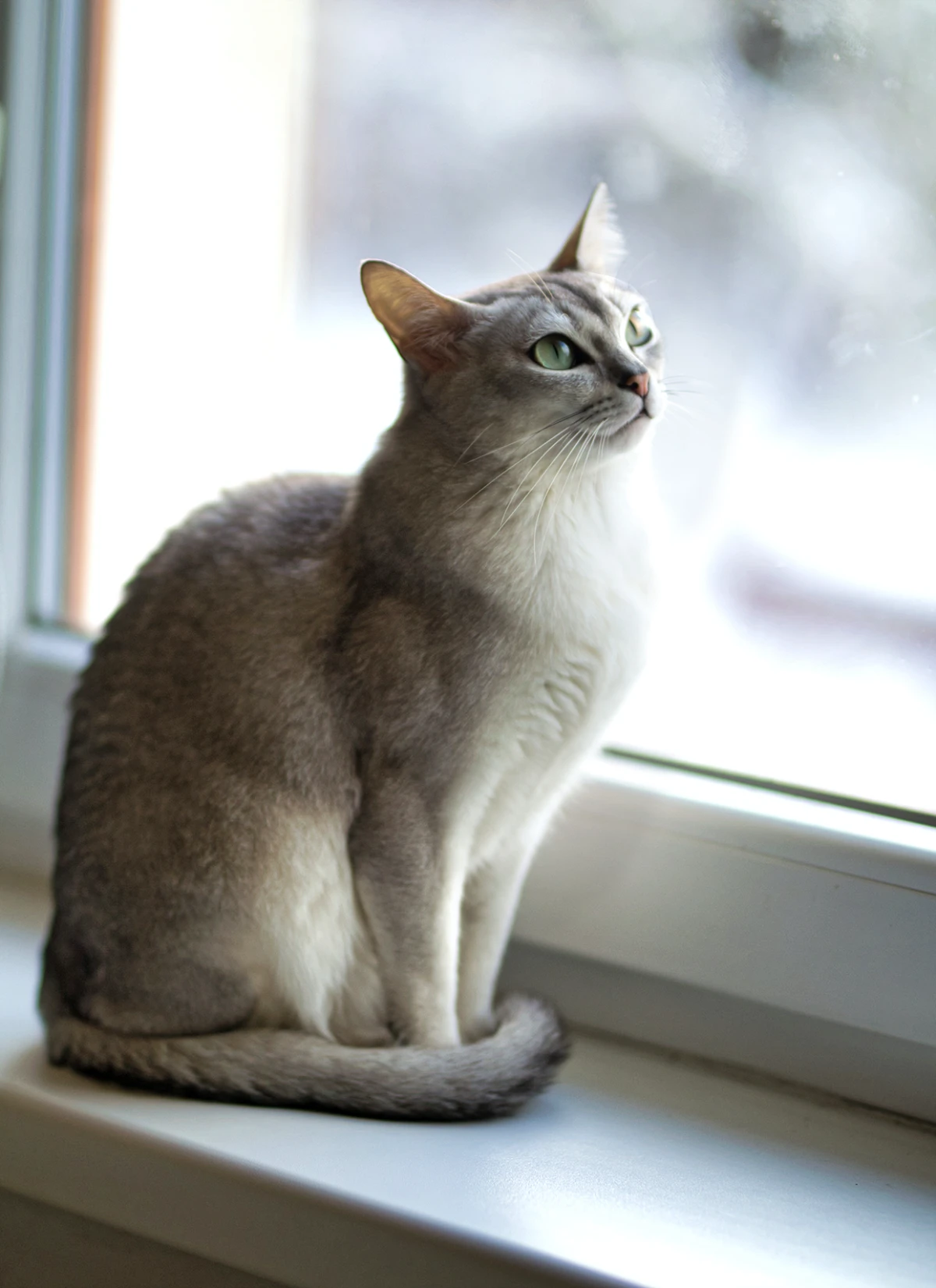 burmilla breed cat staring out of window