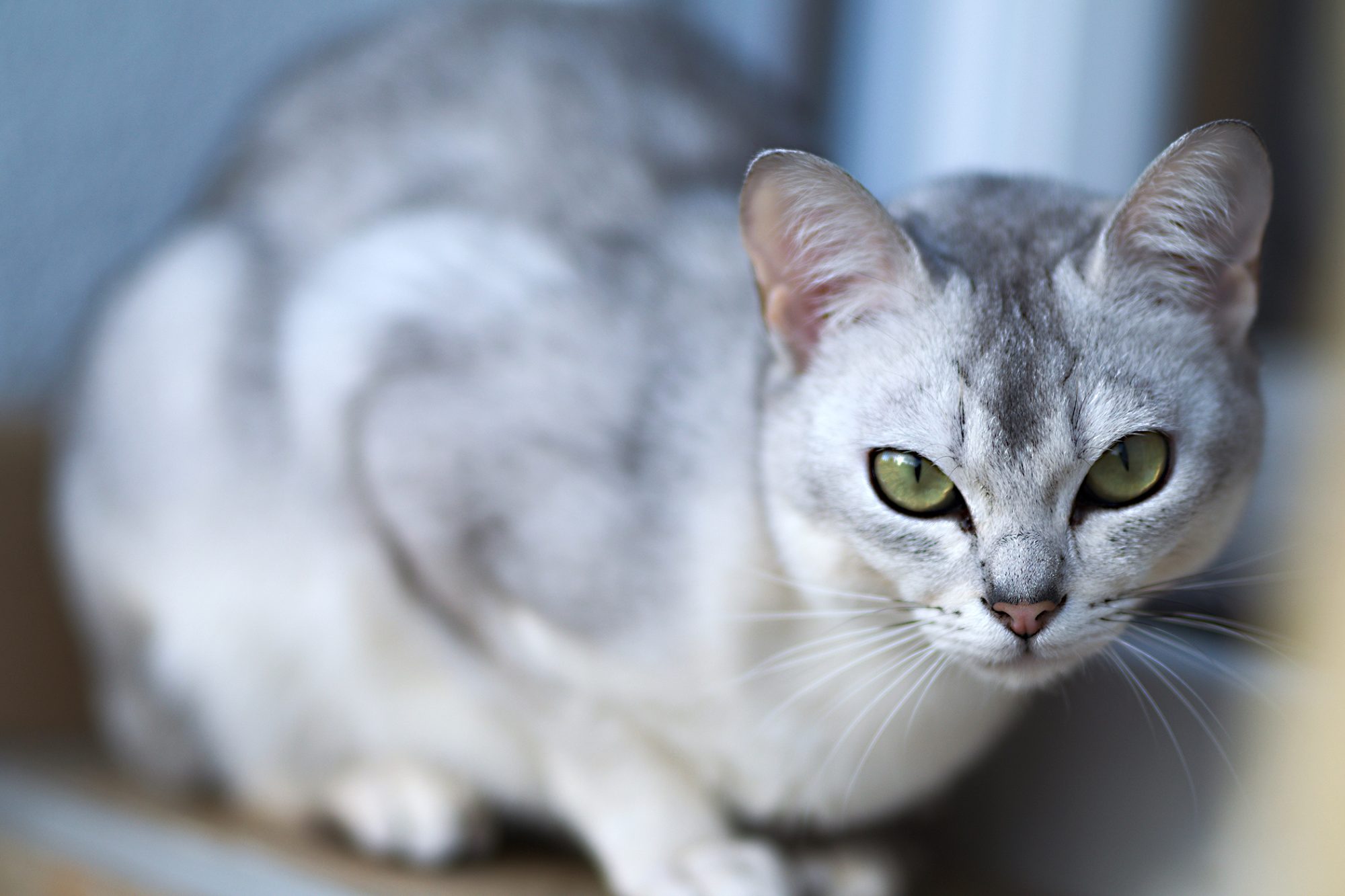 10 Adorable But Rare Cat Breeds You Didn’t Know About