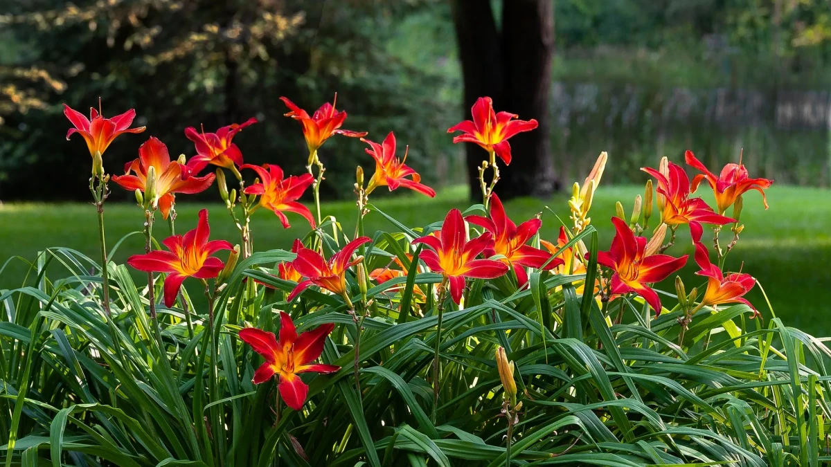 bush of daylilies in red