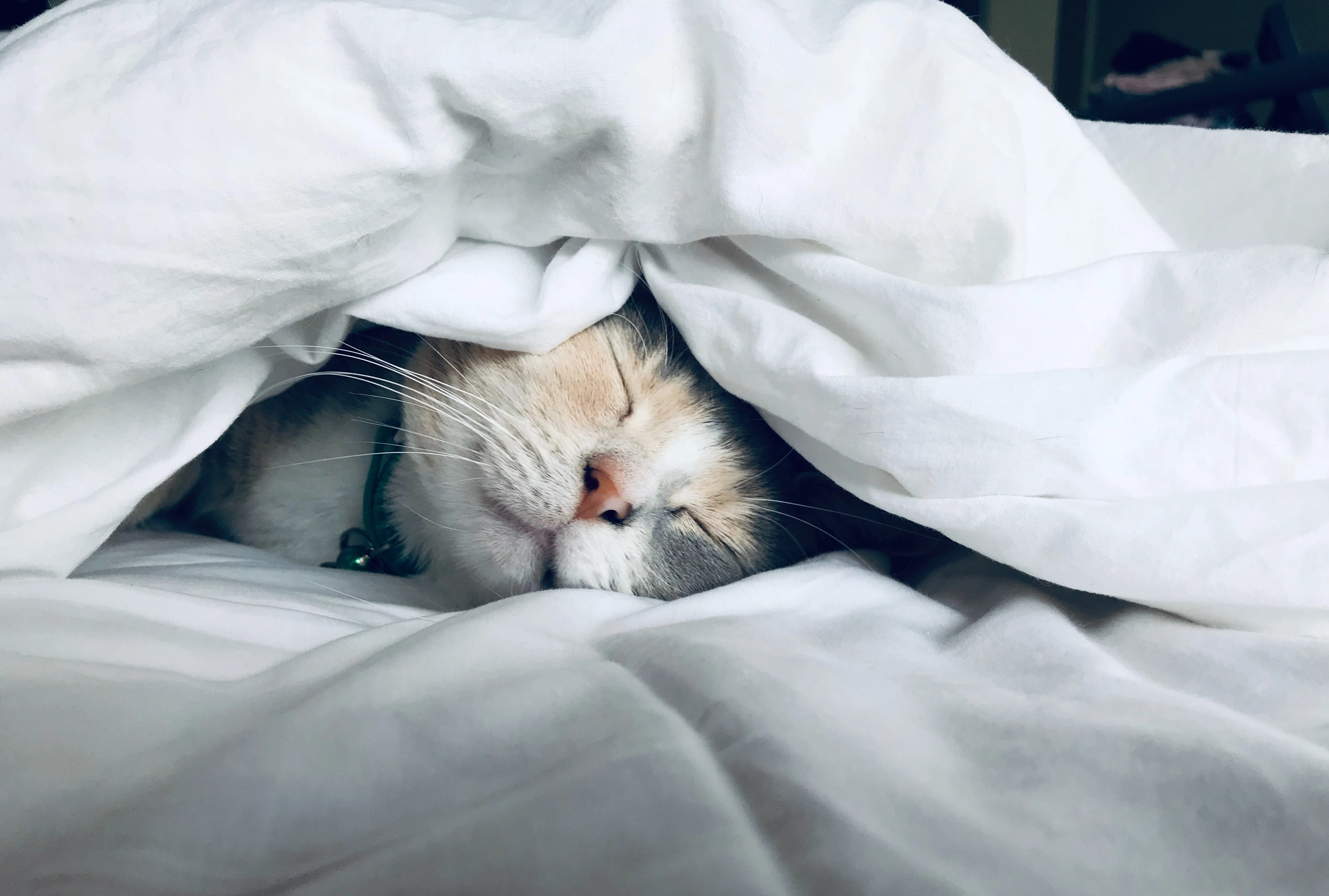 cat sleeping between comforter