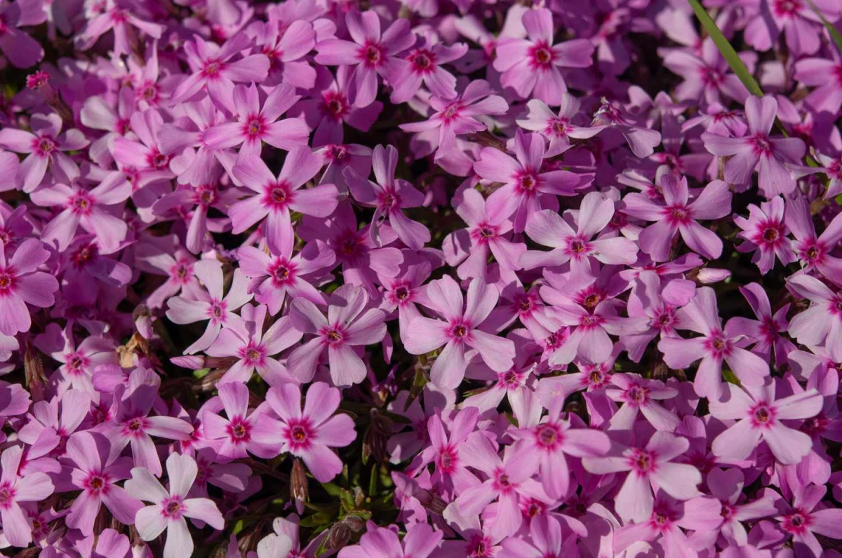 creeping phlox plants pink flowers