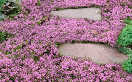 cropped ground cover plants purple flowers in between stepping stones.jpeg
