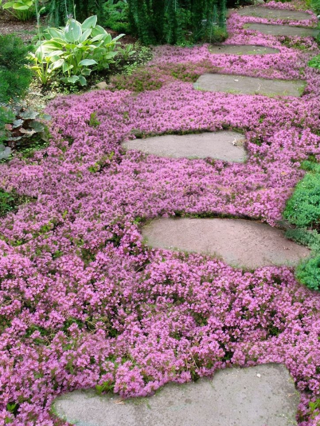 10 Ground Cover Plants That Are Better Than Grass