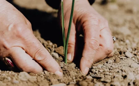 cropped hands planting plant in soil.webp