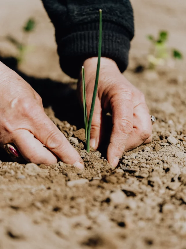 How To Prepare Garden Soil For Spring Planting: 5 Easy Steps