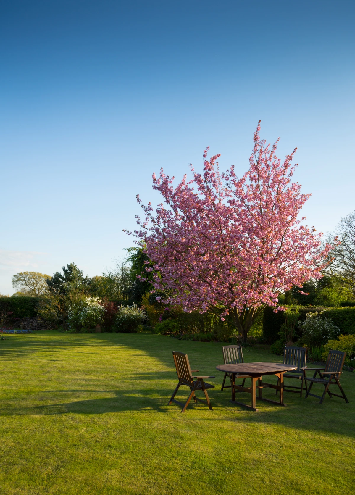 cut lawn with blossoming tree