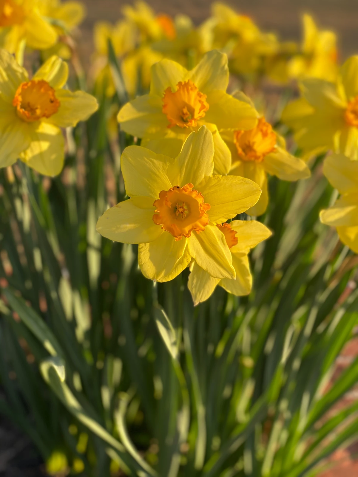 daffodil flowers in the garden