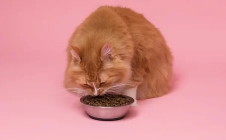 do pregnant cats need special food.jpg