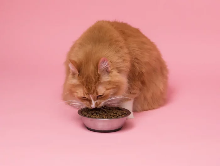 do pregnant cats need special food.jpg