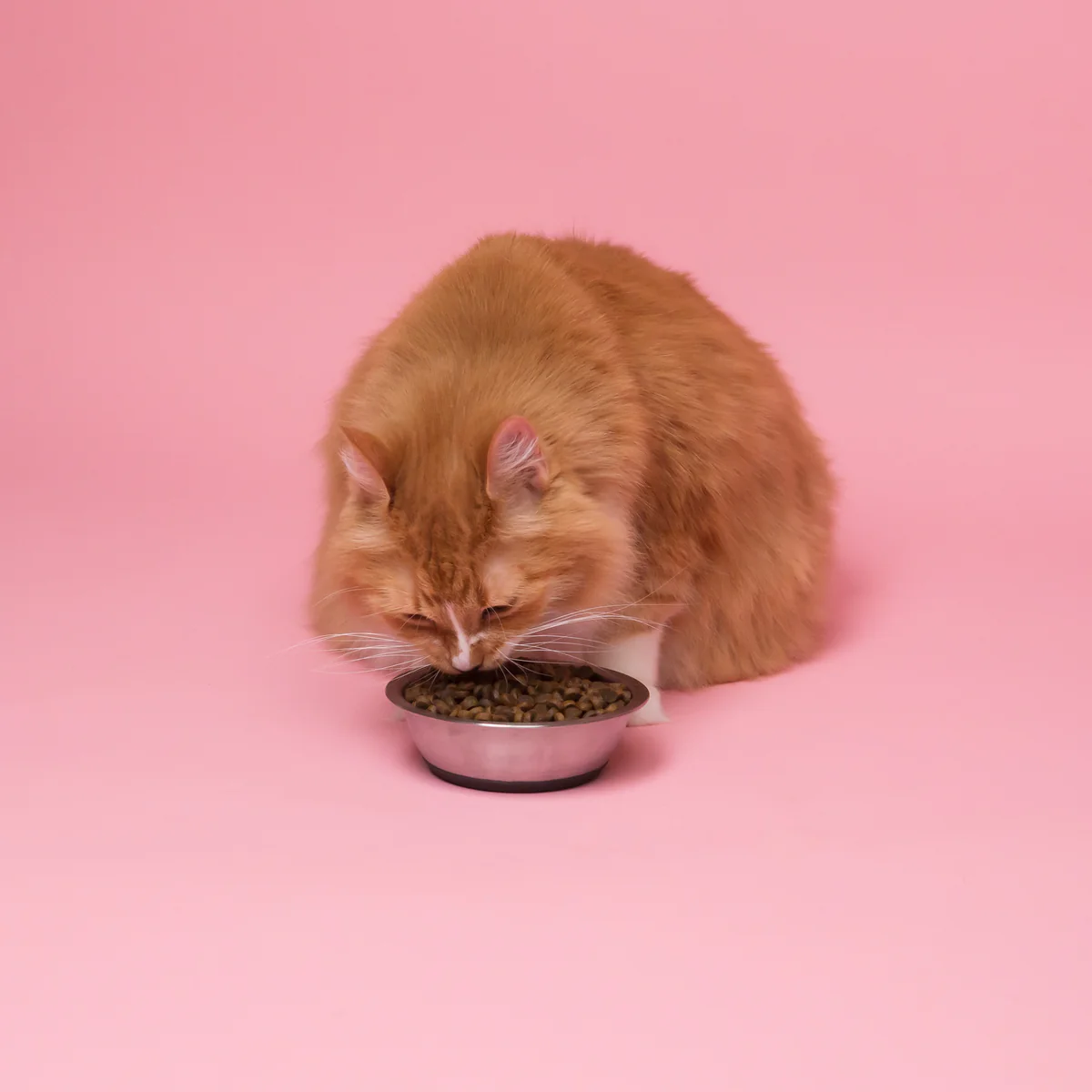 do pregnant cats need special food.jpg