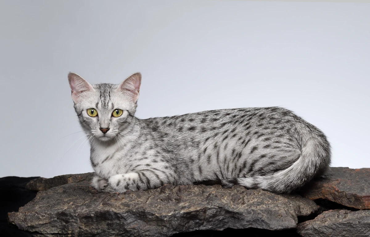 egyptian mau cat in0gray with spots