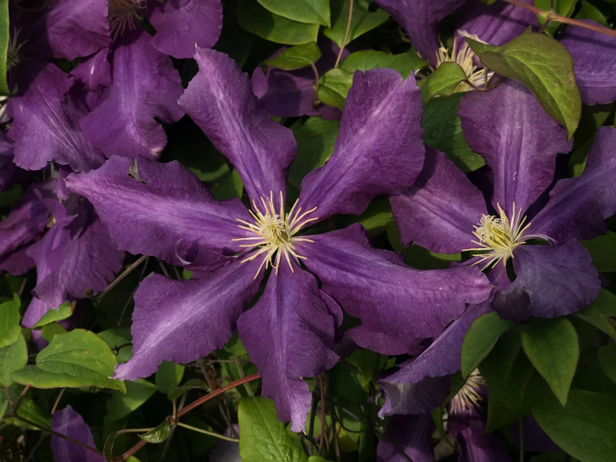 fast growing plants purple clematis flower