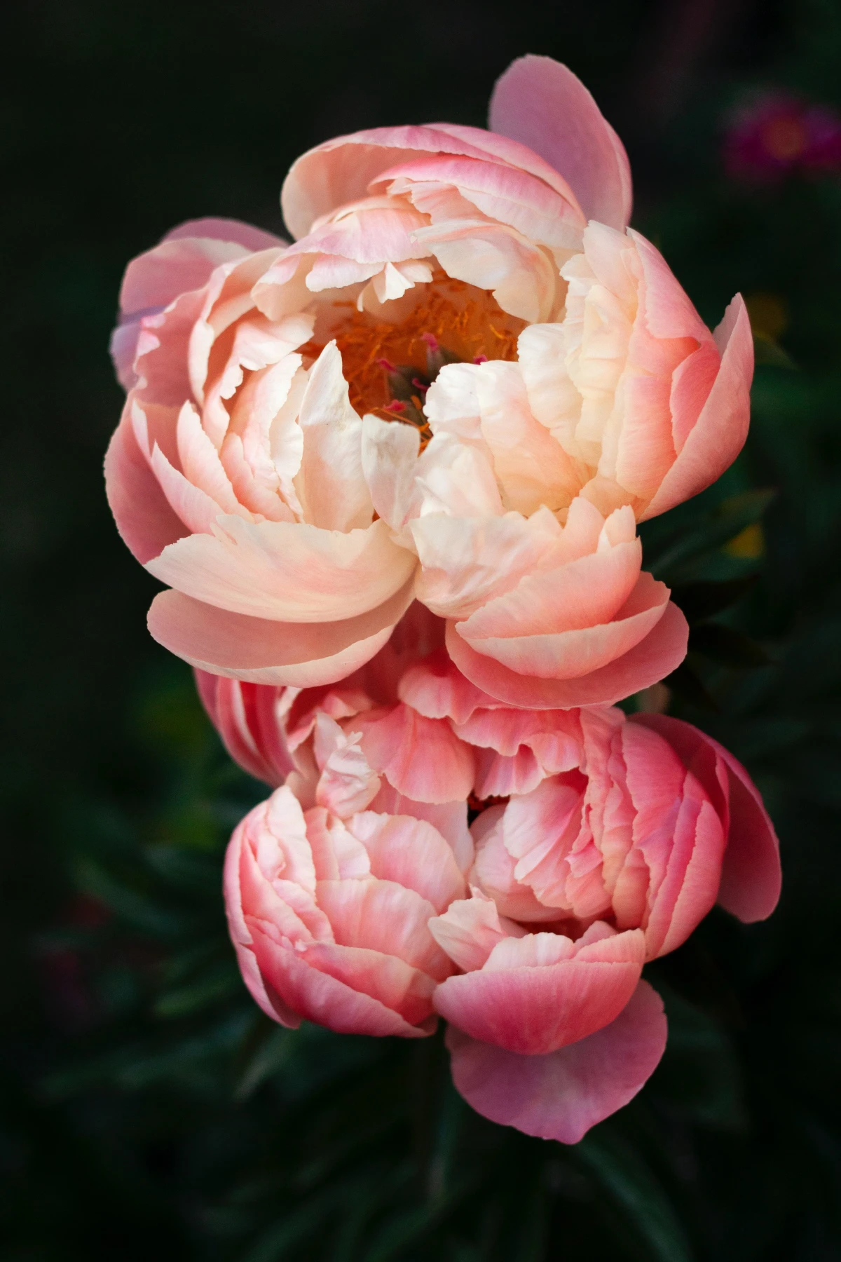 floral arrangments pink peonies two
