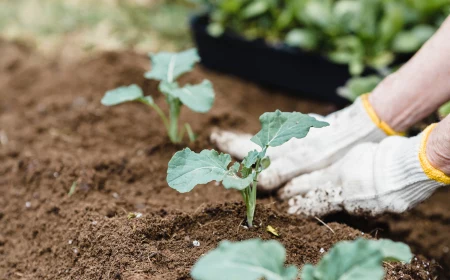 gardener fertilizing the soil