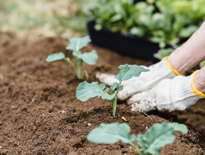 7 March Gardening Jobs That Need To Get Done