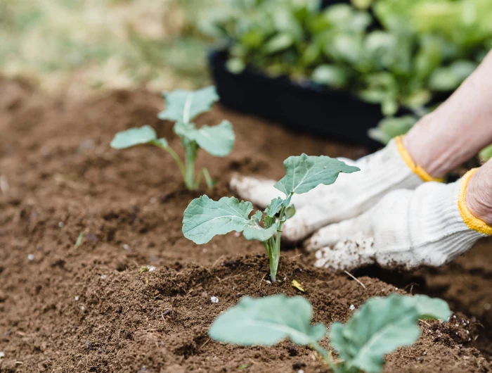 gardener fertilizing the soil