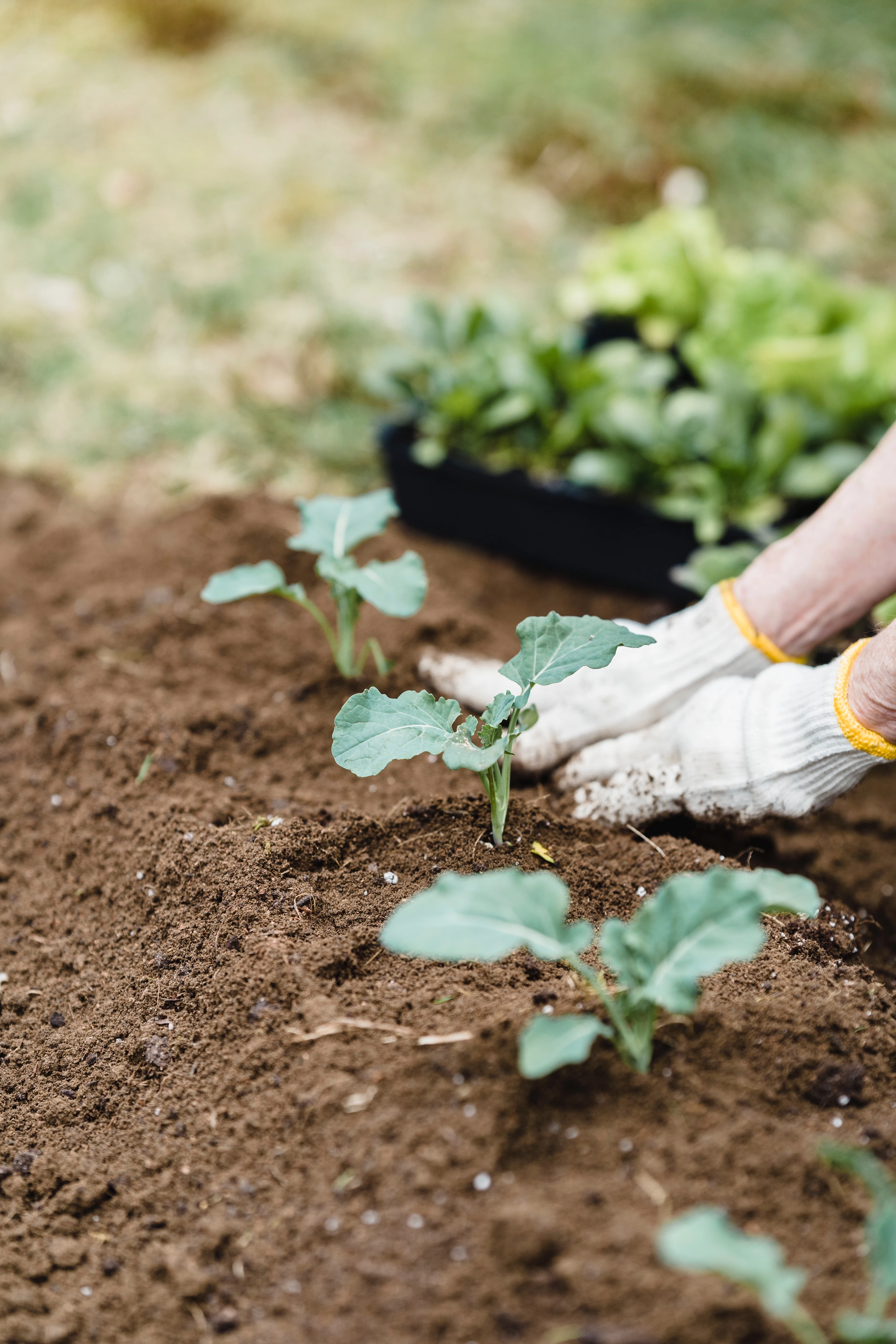 gardener fertilizing the soil