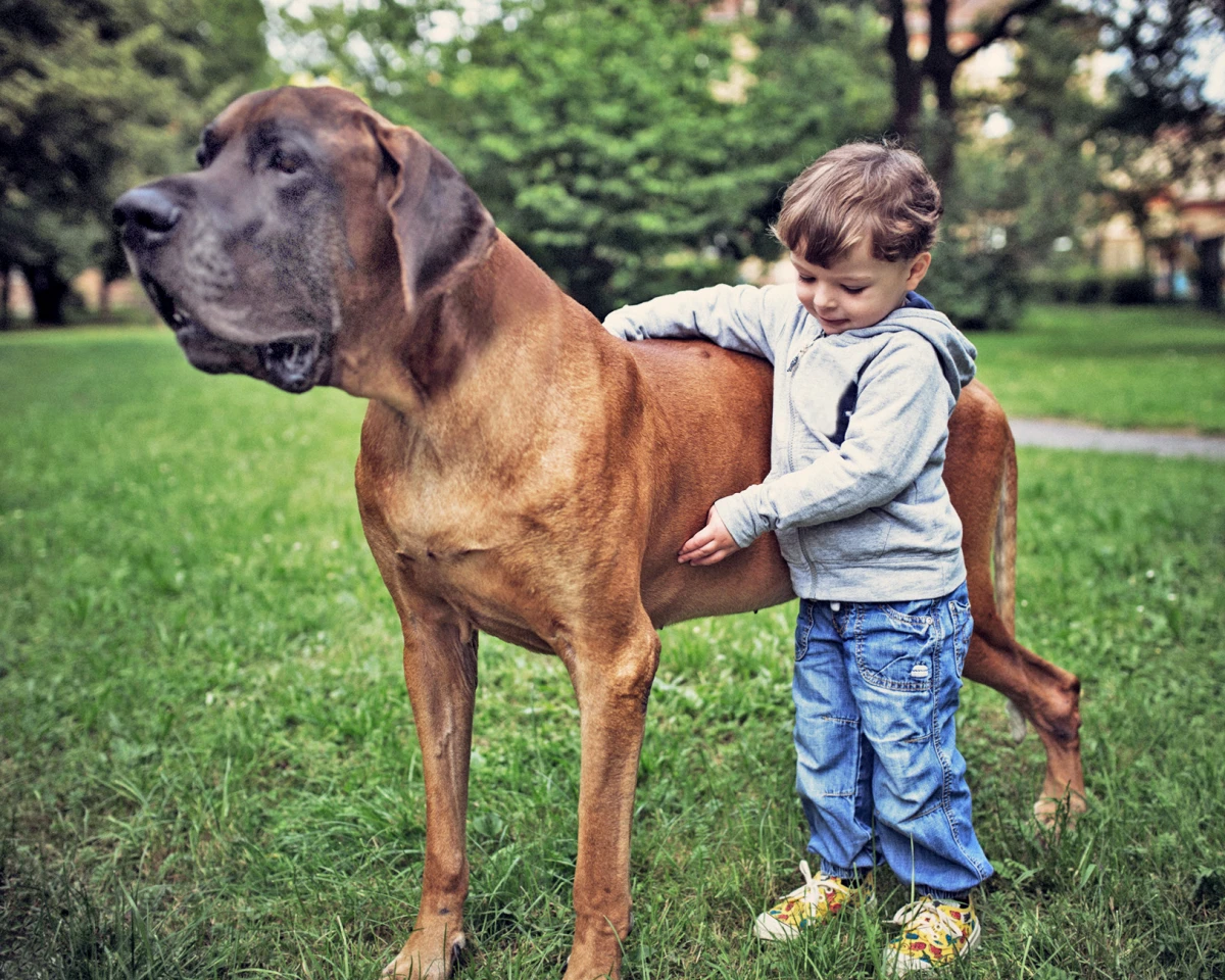 great dane dog with small boy