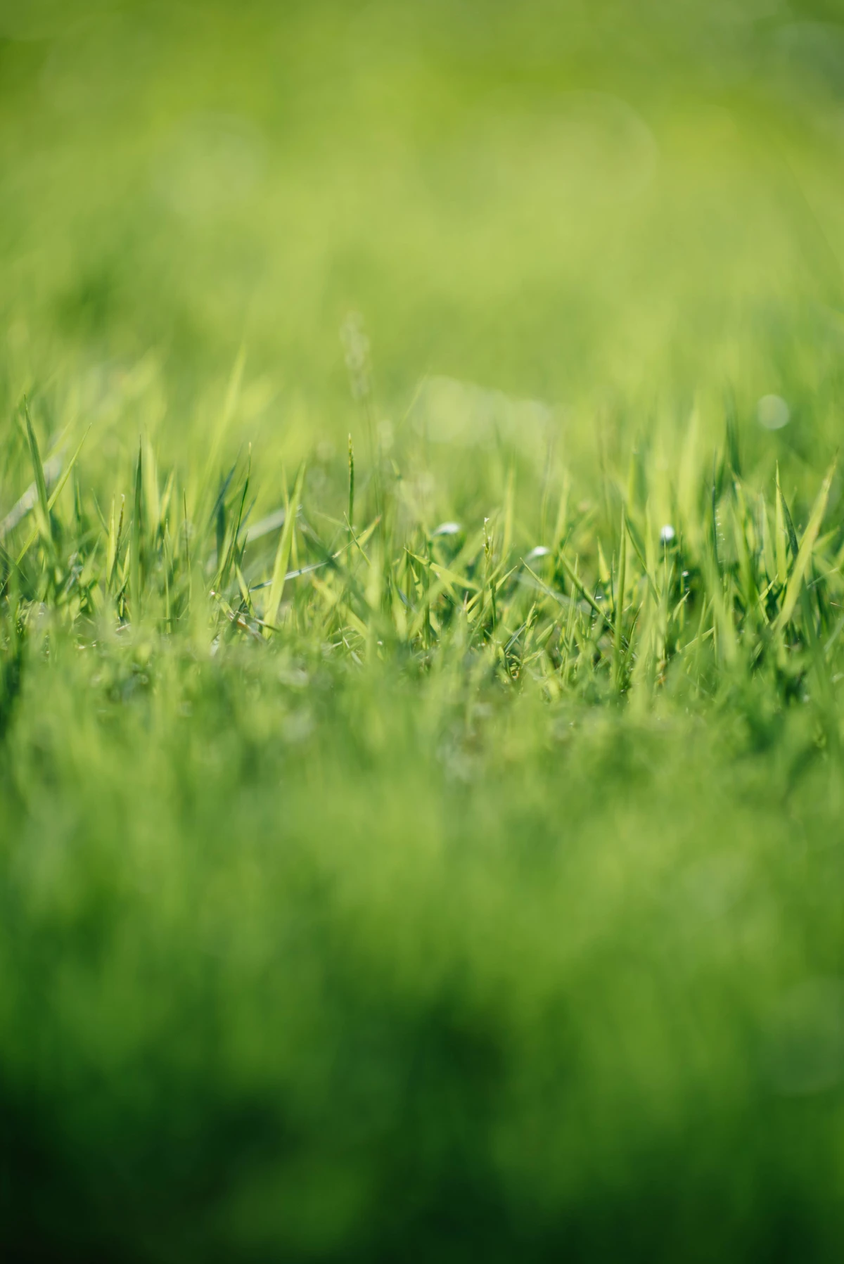 green grass on lawn