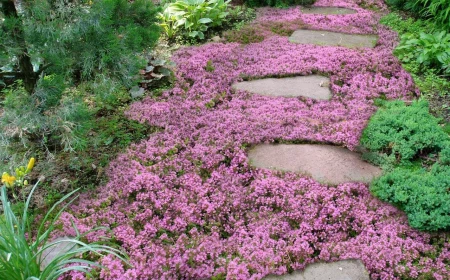 ground cover plants purple flowers in between stepping stones