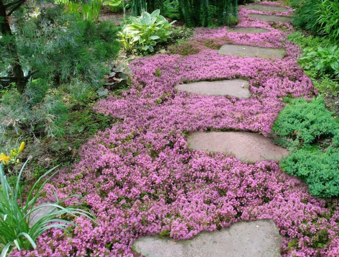 ground cover plants purple flowers in between stepping stones