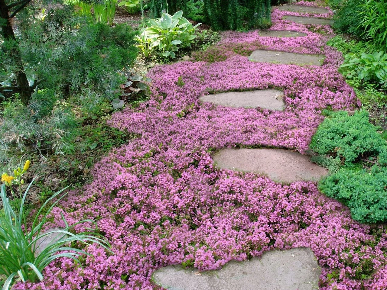 ground cover plants purple flowers in between stepping stones