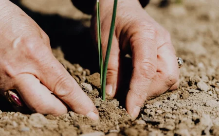 hands planting plant in soil