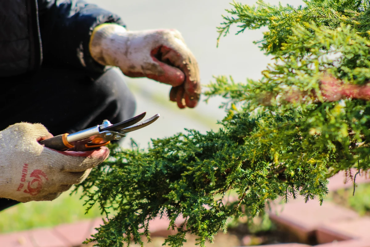 hands pruning trees in spring